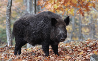 В Польше нашли мертвого дикого кабана с африканской чумой
