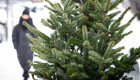 Сколько стоит живая новогодняя елка — открыт сезон продаж