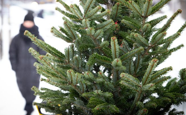 Скільки коштує жива новорічна ялинка — відкрито сезон продажів