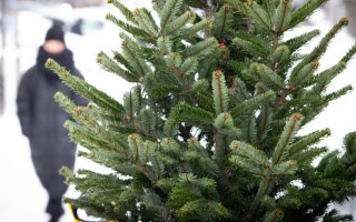 Сколько стоит живая новогодняя елка — открыт сезон продаж