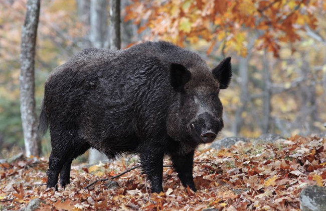 У Польщі знайшли мертвого дикого кабана з африканською чумою