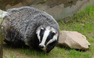 Рада включила в порядок денний скандальний законопроект про полювання: у перелік мисливських тварин додають борсука