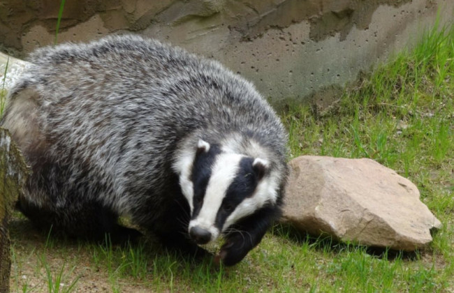 Рада включила в повестку дня скандальный законопроект об охоте: в перечень охотничьих животных добавляют барсука