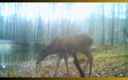 В Чернобыльской зоне фотоловушка сняла самца оленя с «гаремом» самок – видео