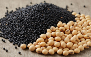 Важные изменения для агробизнеса: до 1 января нужно подать данные в ГАР для экспорта сои и рапса