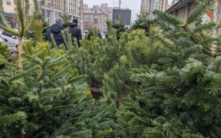 Скільки коштують новорічні ялинки та від чого залежить ціна – пояснили у «Лісах України»