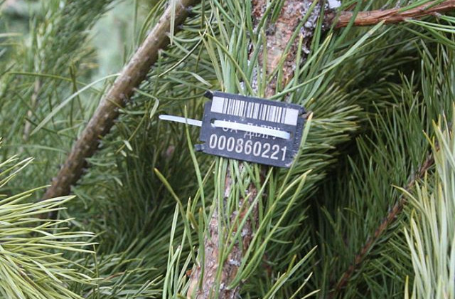 Как проверить легальность новогодней елки и избежать незаконной вырубки