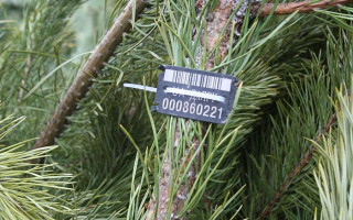 Как проверить легальность новогодней елки и избежать незаконной вырубки