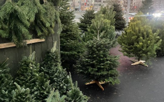 Штрафы и уголовная ответственность: во сколько обойдется незаконная рубка елок