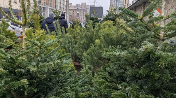 Сколько стоят новогодние елки и от чего зависит цена – объяснили в «Лесах Украины»