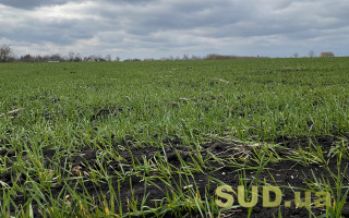 Апеляція не допомогла: батько не оформив землю — син не може успадкувати ділянки