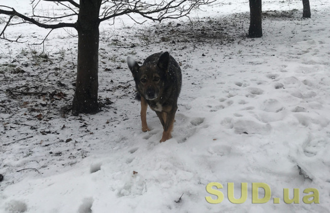 Как помочь бездомным животным зимой — советы