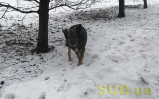 Как помочь бездомным животным зимой — советы