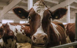 По стандартам ЕС: с 2026 года в Украине будут действовать новые требования к содержанию животных