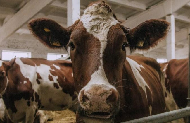 За стандартами ЄС: з 2026 року в Україні будуть діяти нові вимоги до утримання тварин