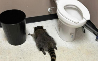 Алкоголь, карате і закуски – у Вірджинії єнот став підозрюваним у серії проникнень до громадських будівель