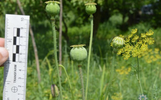 Мак ріс сам: Верховний Суд розкритикував спрощений розгляд кримінальної справи