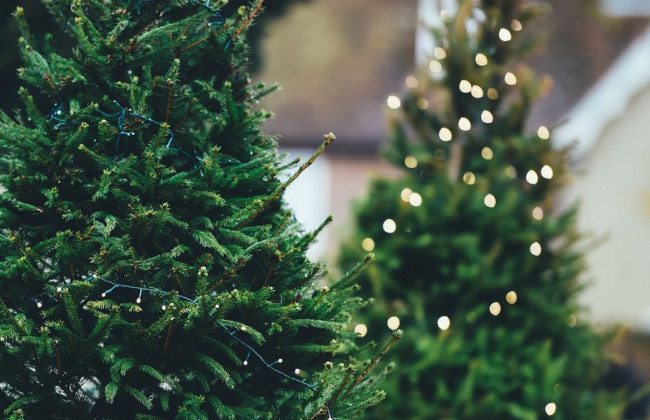 Незаконная вырубка елок: какие штрафы и когда наступает уголовная ответственность