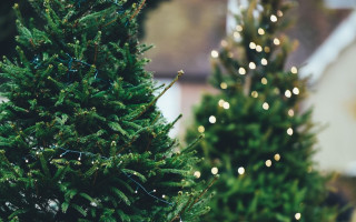 Незаконная вырубка елок: какие штрафы и когда наступает уголовная ответственность