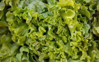 В Украину из Италии поступили опасные листья салата — есть ли риски для людей
