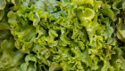 В Украину из Италии поступили опасные листья салата — есть ли риски для людей