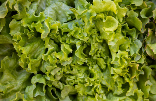 В Україну з Італії потрапило небезпечне листя салату — чи є ризики для людей