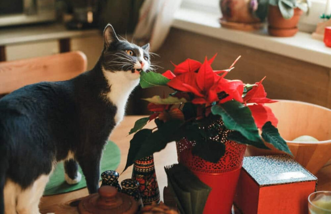4 різдвяні рослини, які можуть бути небезпечними для котів і собак