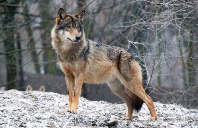 На Оболони в Киеве женщина держала волка в квартире: животное напало на владелицу, видео