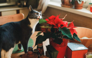 4 різдвяні рослини, які можуть бути небезпечними для котів і собак