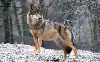 На Оболоні у Києві жінка тримала вовка в квартирі: тварина напала на власницю, відео