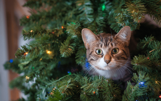 Різдво без пригод: як встановити та прикрасити ялинку, якщо вдома живе кіт