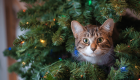 Рождество без происшествии: как установить и украсить елку, если дома живет кот
