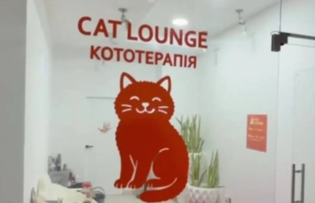 В Одесі розслідують загибель кошенят у кафе кототерапії