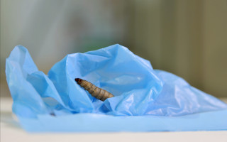 Ученые нашли гусениц, которые могут съесть пластиковый пакет менее чем за 24 часа