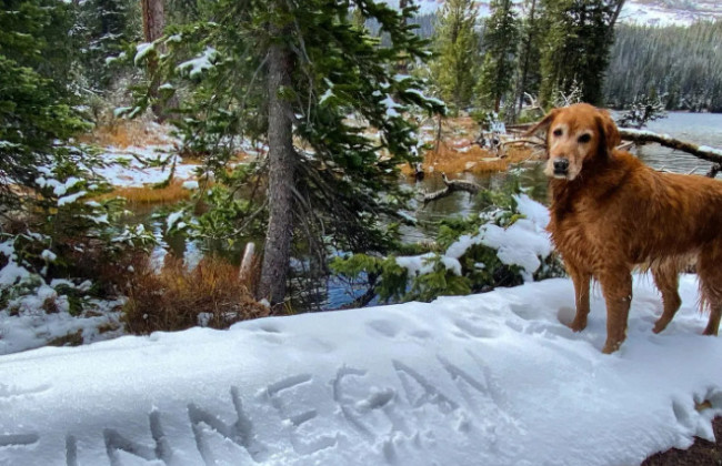 Адвокатка зі США подала до суду на податкову, вимагаючи визнати домашніх тварин утриманцями