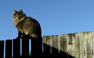 Суперечка сусідів через котячі екскременти в саду дійшла до суду — що вирішив суддя