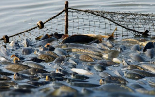 Кабмін запроваджує електронне декларування права на промислове рибальство