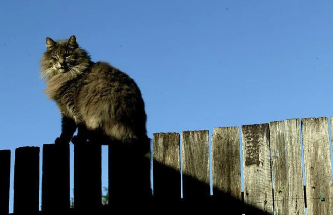 Спор соседей из-за кошачьих экскрементов в саду дошел до суда — что решил судья