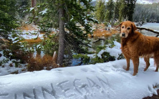 Адвокат из США подала в суд на налоговую, требуя признать домашних животных иждивенцами