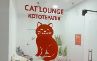 В Одесі розслідують загибель кошенят у кафе кототерапії