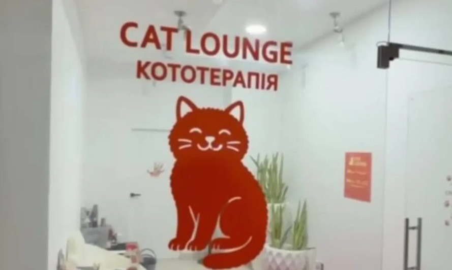 В Одессе расследуют гибель котят в кафе кототерапии