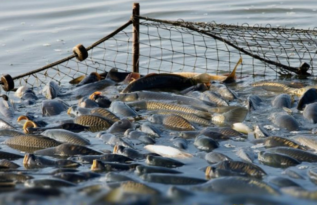 Кабмин вводит электронное декларирование права на промышленное рыболовство