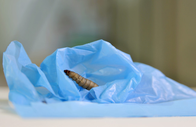 Ученые нашли гусениц, которые могут съесть пластиковый пакет менее чем за 24 часа