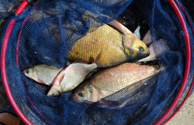 Як тепер отримати дозвіл на промислове рибальство — Кабмін переводить процедури в онлайн