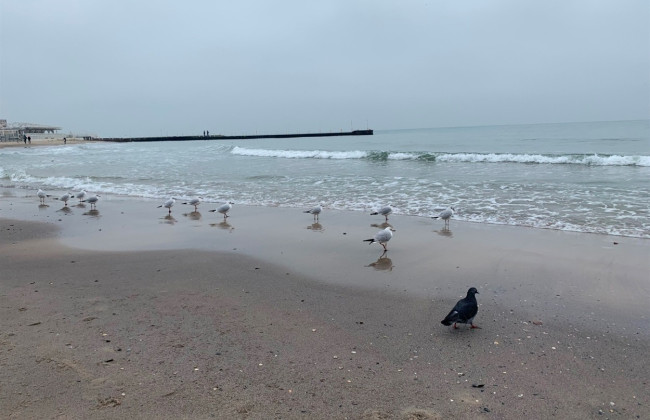 В Одесі на двох пляжах виявили плями, схожі на нафтові, та загиблих птахів