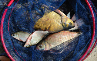 Как теперь получить разрешение на промышленное рыболовство — Кабмин переводит процедуры в онлайн