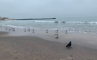 В Одесі на двох пляжах виявили плями, схожі на нафтове, та загиблих птахів