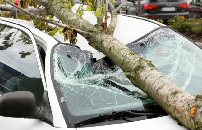 Погода не освобождает от ответственности: кто должен компенсировать ущерб за автомобиль, на который упало дерево