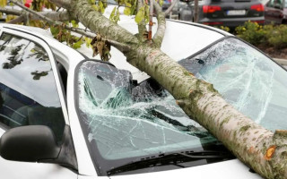 Погода не звільняє від відповідальності: хто має компенсувати шкоду за автомобіль, на який впало дерево