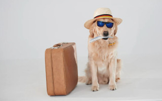 Які документи потрібні для виїзду з твариною до ЄС: покрокова інструкція для власників